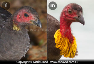 comparison of a female and male Brush Turkeys