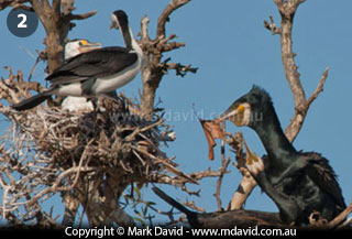 Great Cormorants and Pied Cormorants nesting alongside each other