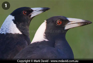 Female Australian Magpie compared with a male