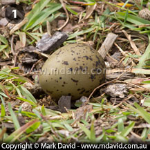 Masked Lapwing chick growing up