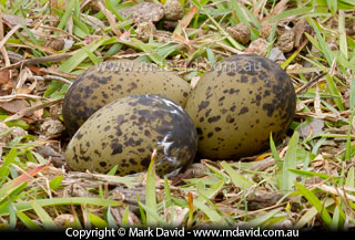 Masked Lapwing egg difficult to see against the grass