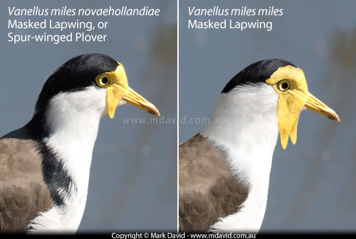 digitally altered image showing the differences between the two subspecies of Masked Lapwing