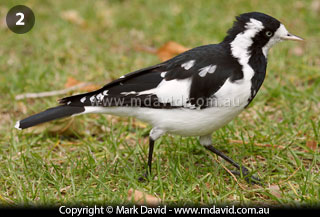 Australian Magpie Lark