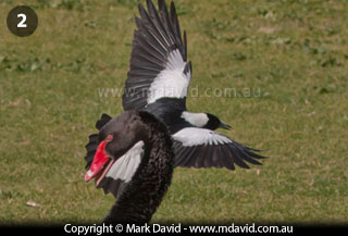 Magpie swooping a Black Swan