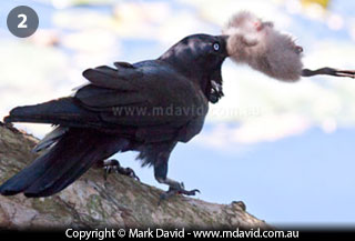 Australian Raven with a stolen chick