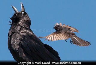 Willie Wagtail swooping a raven