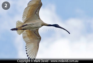Australian White Ibis in flight