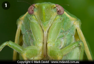 Mouthparts of a cicada