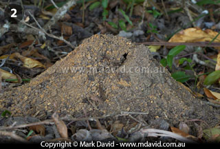 Jumper Ant nest