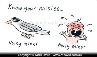 Noisy Miner cartoon