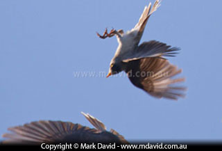 Noisy Miner swooping at a Friar Bird