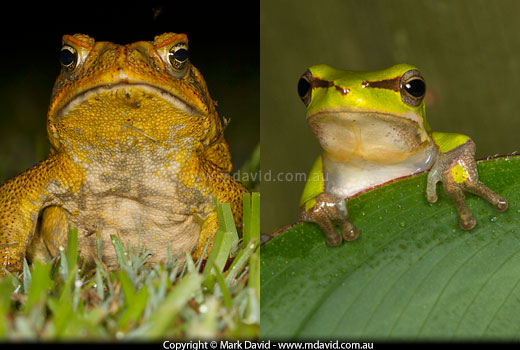 Cane Toad and Tree Frog