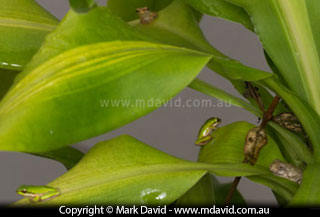 Tree frogs in the foliage