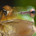 cane toad merging into a tree frog