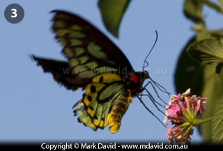 Richmond Birdwing butterfly