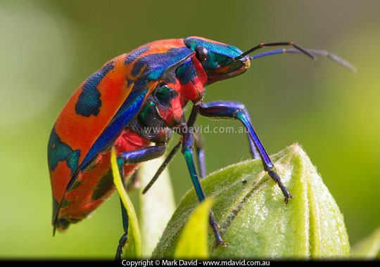 Hibiscus Harlequin Bug