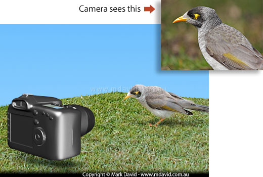 Getting the camera down to the bird's level