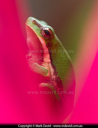Tree Frog in a Pink Cordyline