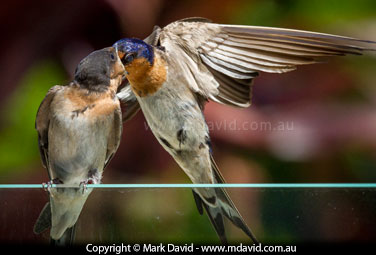Welcome Swallow being fed by an adult bird