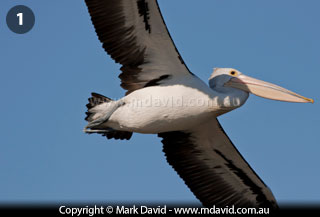 Pelican in flight