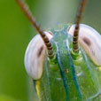 Grasshopper head