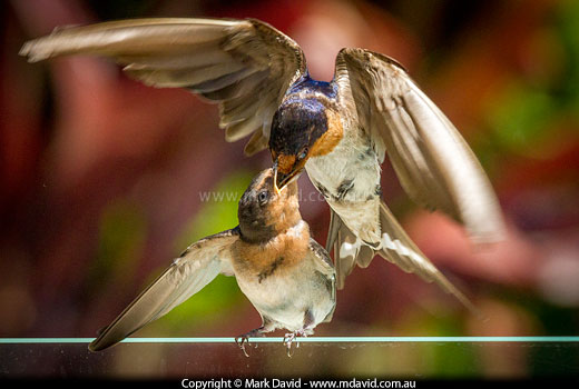 A young Welcome Swallow is fed by an adult bird