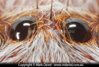The eyes of a Huntsman spider