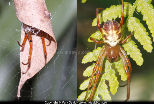 Leaf-curling Spider