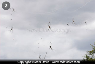 Part of a cluster of Nephila plumipes spiders
