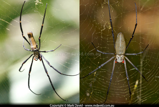 large Nephila spider