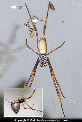 Golden Orb Weaver spider and Quicksilver spiders