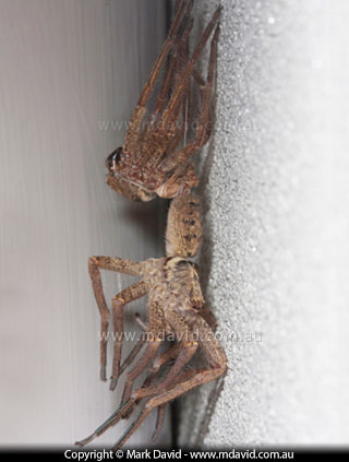 Wolf Spider emerging from its old skin