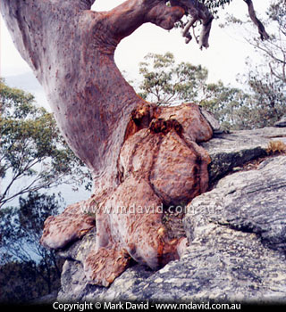 base of an old Angophora costata