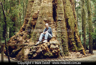 Big old gum tree in Tasmania
