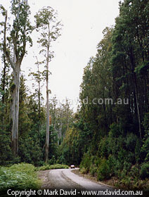 Tasmanian forest photographed in 1993