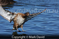 waterskiing duck