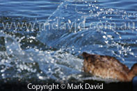 waterskiing duck