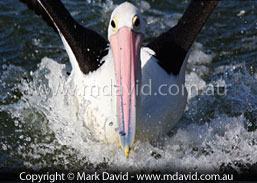 waterskiing pelican