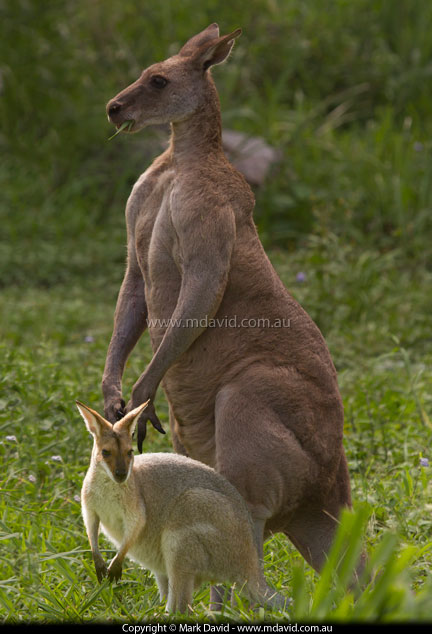 wallaby and kangaroo