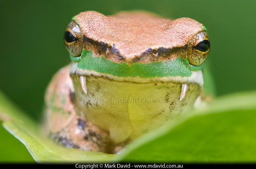 Eastern Dwarf Tree Frog manipulated in Adobe Photoshop