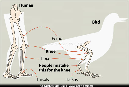 A comparison of human knees with bird knees