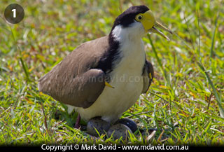 Masked Lapwing guarding its eggs