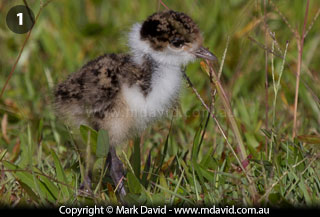 Masked Lapwing chick and abandoned nesting site