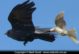 Noisy Friarbird and Torresian Crow