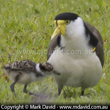 Masked Lapwing chick burying itself in its parent's feathers