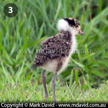 Masked Lapwing chick growing up