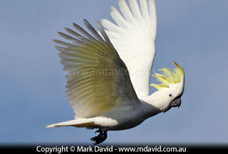 Sulphur-crested Cockatoo in flight