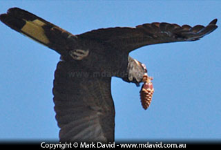 Yellow-tailed Black Cockatoo carrying a pine cone