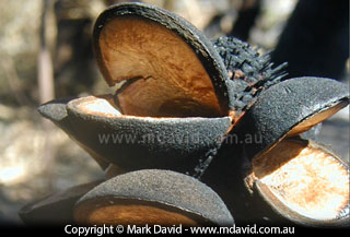 Banksia seed pods after a fire