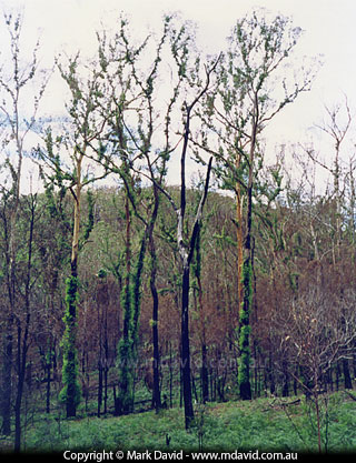 Gum trees after a fire
